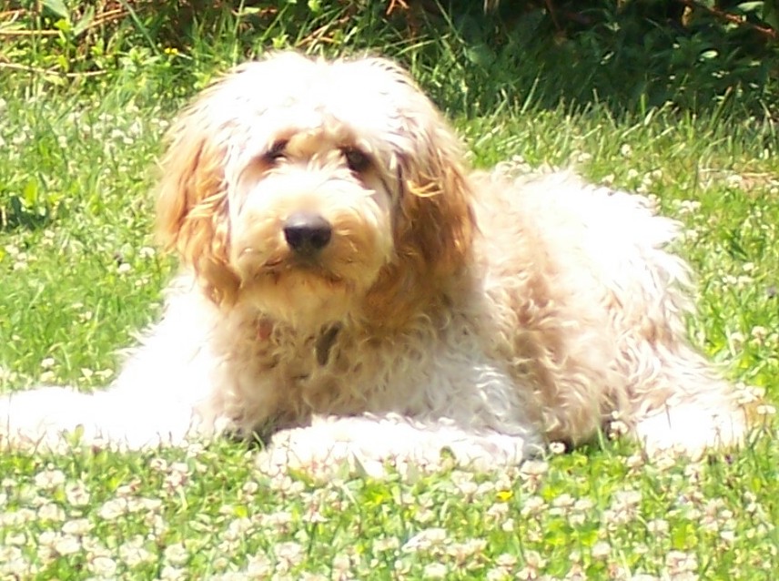 goldendoodle dogs for sale. F1b Goldendoodle puppy puppies